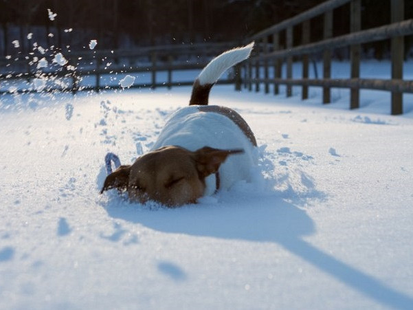 Je škodljivo, če pes jé sneg?