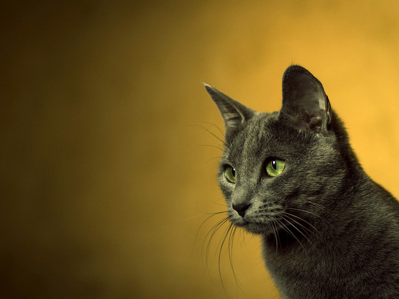 Mačke so obvezni karnivori – jih hranite z ustrezno hrano?