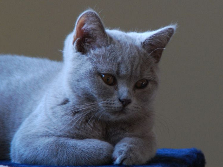 Spremembe vedenja mačke po kastraciji oziroma sterilizaciji