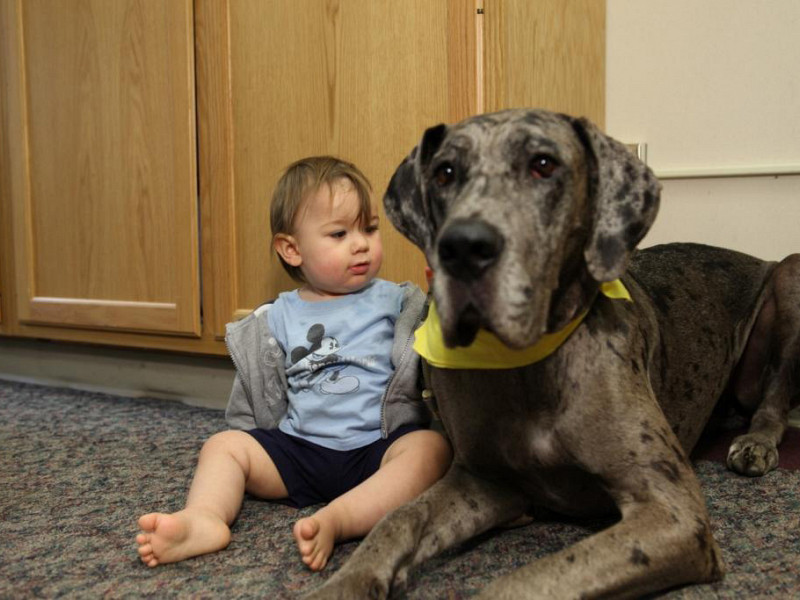 Pri otrocih ki odraščajo skupaj s psom manjša možnost za razvoj astme