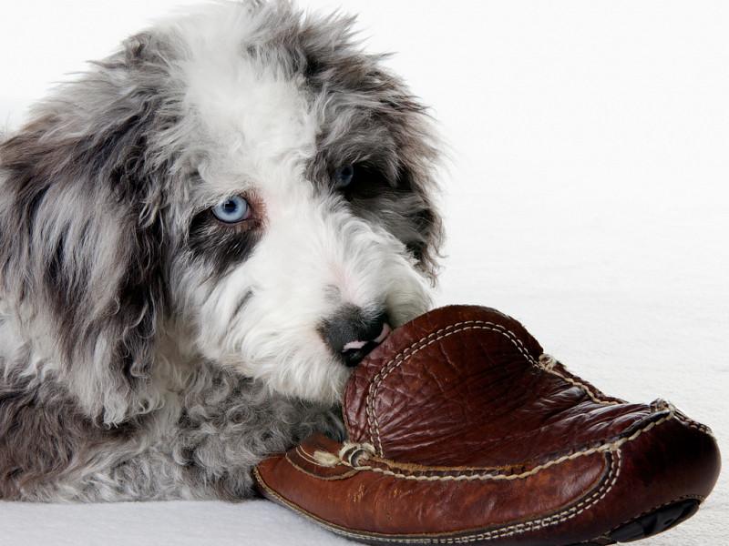 Kaj pa če psi žvečijo čevlje zato, da bi nam preprečili odhod od doma?