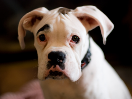 Sprememba vedenja psa po kastraciji oziroma sterilizaciji