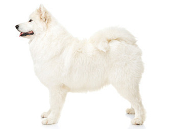 Samojed