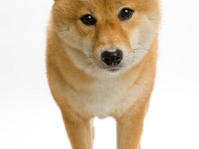 Shiba Inu