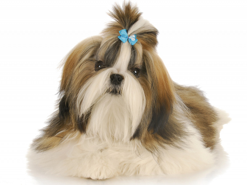 Shih Tzu