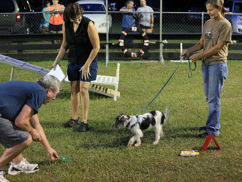 Pasji prvošolček – obvezna oprema za v pasjo šolo