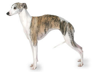 Whippet - mali angleški hrt